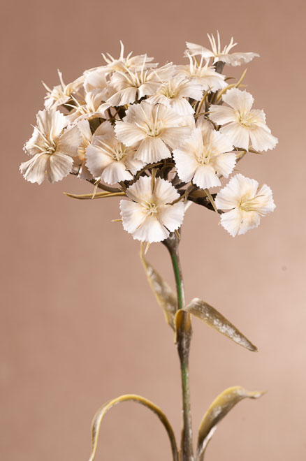F313-W DRY DIANTHUS Aranžovací květina 55 cm bílá